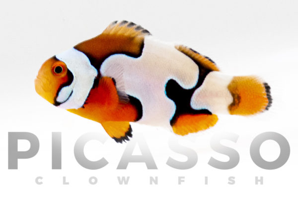 Premium Picasso Clownfish