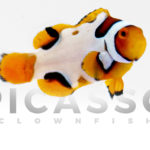 Premium Picasso Clownfish