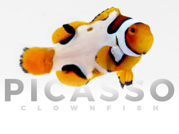 Premium Picasso Clownfish