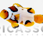 Premium Picasso Clownfish