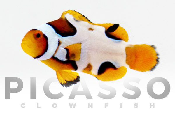 Premium Picasso Clownfish