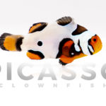 Premium Picasso Clownfish