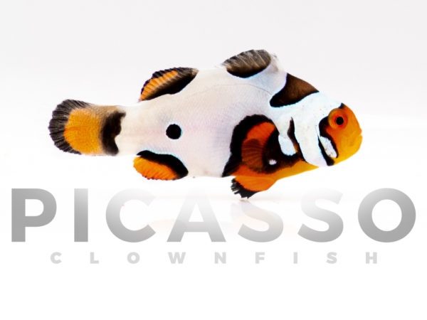 Premium Picasso Clownfish