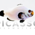 Platinum Clownfish