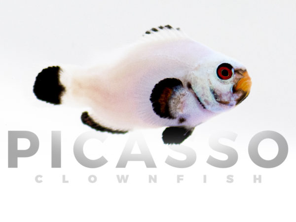 Platinum Clownfish