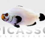 Platinum Clownfish