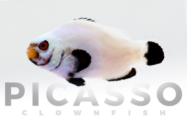 Platinum Clownfish