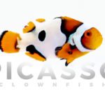 Premium Picasso Clownfish