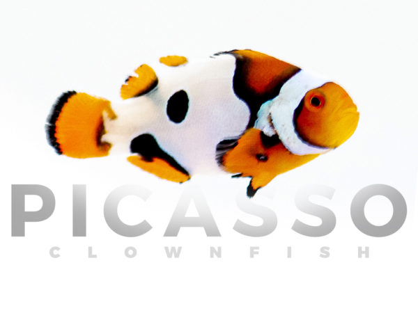 Premium Picasso Clownfish