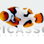 Premium Picasso Clownfish