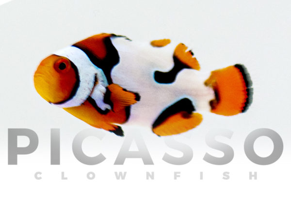 Premium Picasso Clownfish