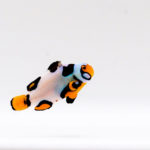 Helmet Picasso Clownfish