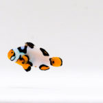 Helmet Picasso Clownfish