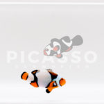 Helmet Picasso Clownfish