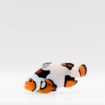 Helmet Picasso Clownfish