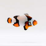 Helmet Picasso Clownfish