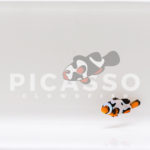 Helmet Picasso Clownfish