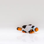 Helmet Picasso Clownfish