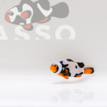 Helmet Picasso Clownfish