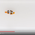 Premium Picasso Clownfish