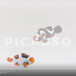 Premium Picasso Clownfish