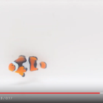 Percula Clownfish