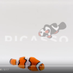 Percula Picasso Clownfish