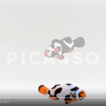 Premium Picasso Clownfish