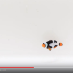 Onyx Picasso Clownfish w/ Extra Black